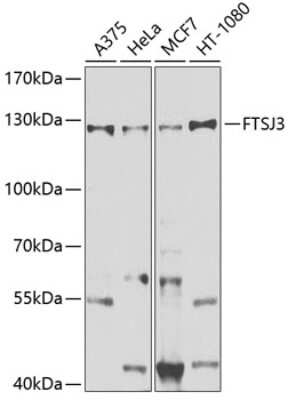 Western Blot: FTSJ3 AntibodyBSA Free [NBP3-05129]